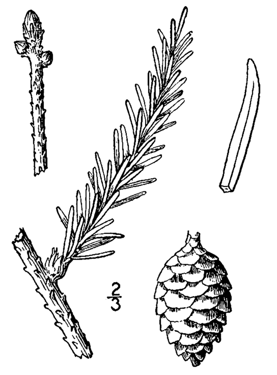 Spruce Tree Drawing at Explore collection of