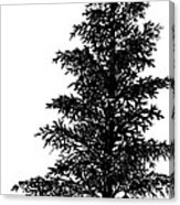 163x186 norway spruce drawing art print - Spruce Drawing
