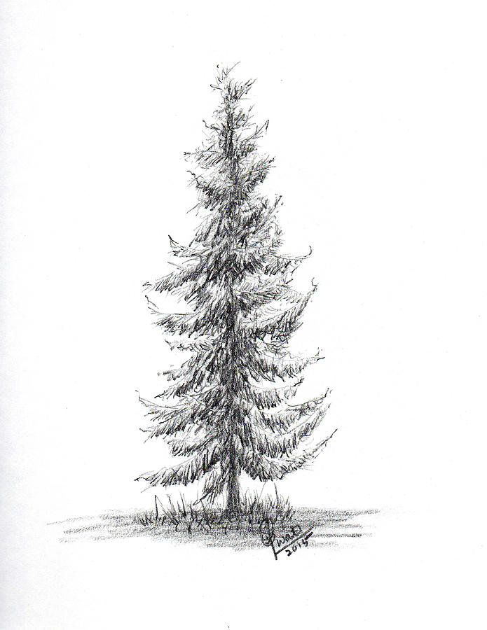 695x900 spruce tree drawing - Spruce Drawing