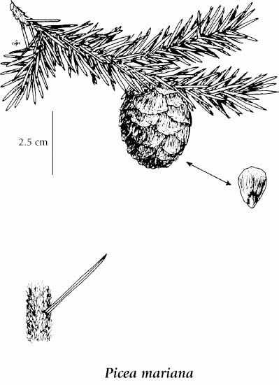399x550 blue spruce drawing - Spruce Drawing