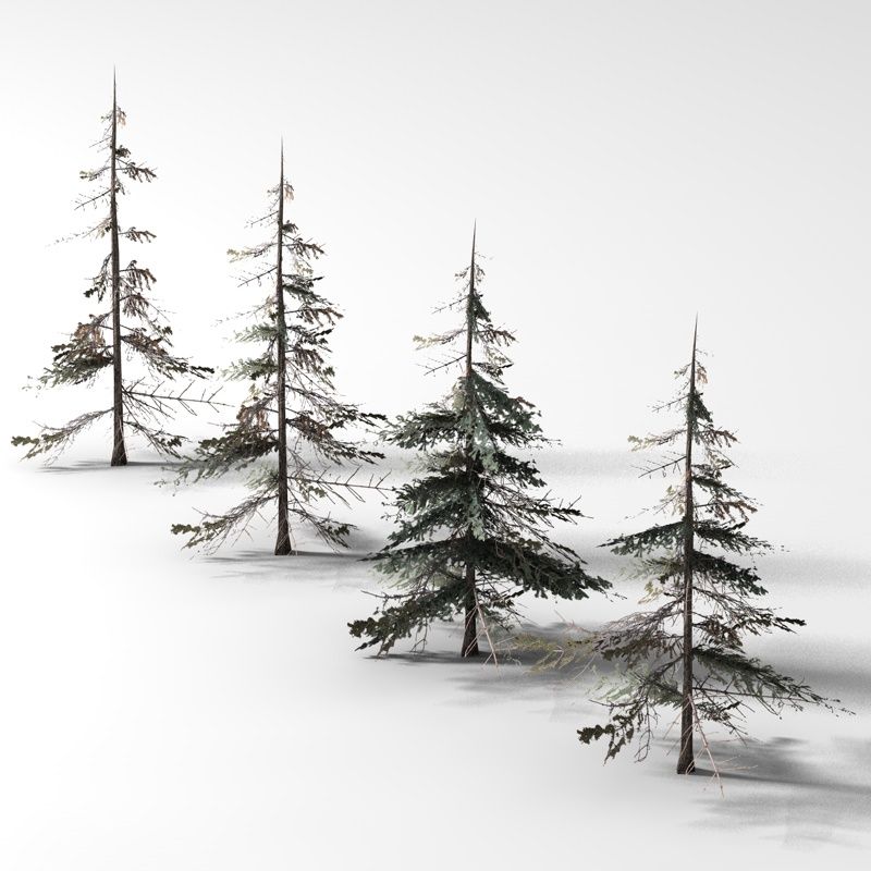 800x800 spruce tree drawing - Spruce Drawing