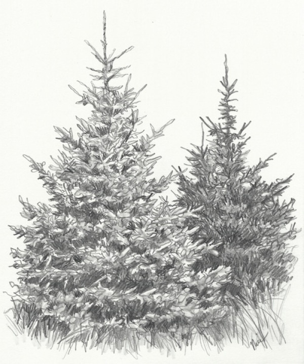 Spruce Tree Drawing at Explore collection of