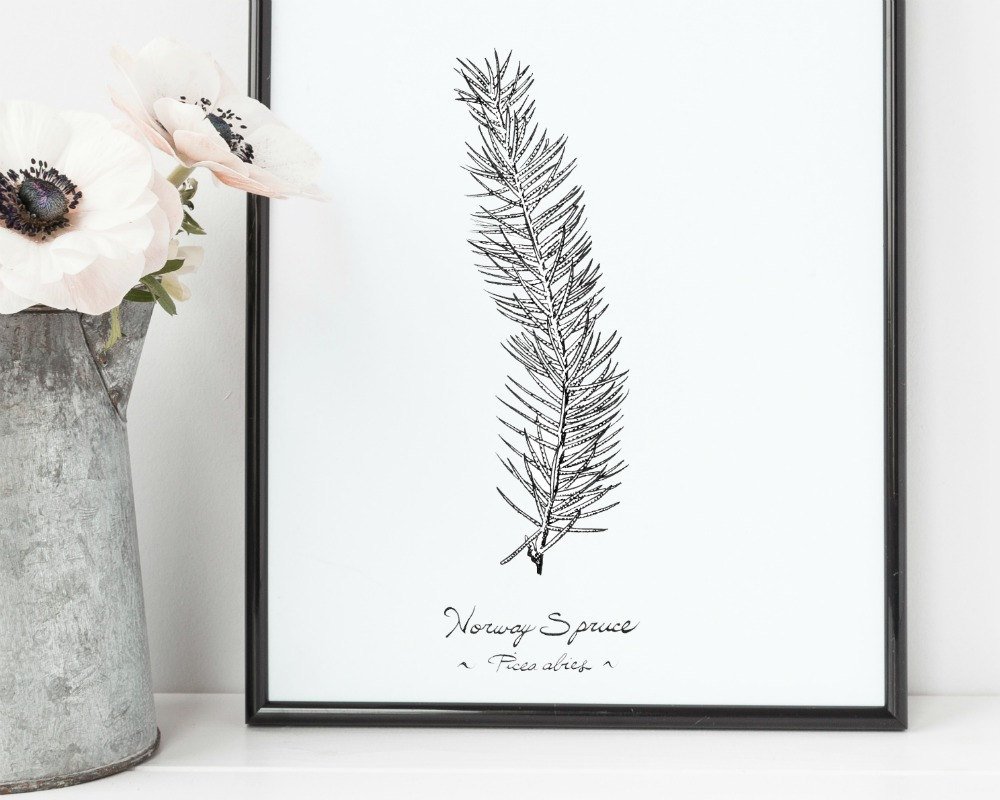 1000x800 norway spruce tree leaf print x etsy - Spruce Tree Drawing