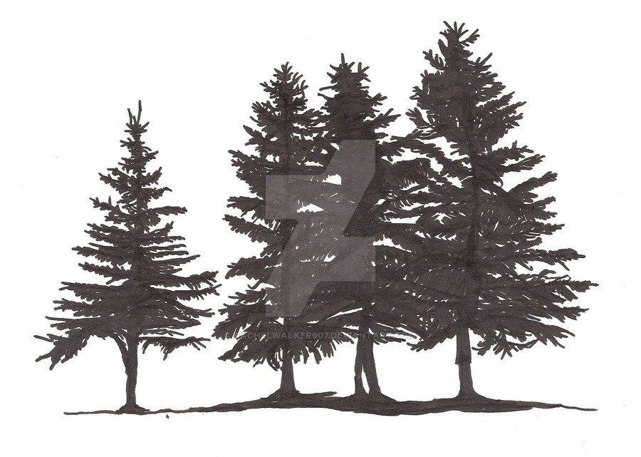 Spruce Tree Drawing at PaintingValley.com | Explore collection of ...