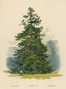 224x300 spruce tree drawings fine art america - Spruce Tree Drawing