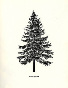 236x307 spruce tattoo artists - Spruce Tree Drawing