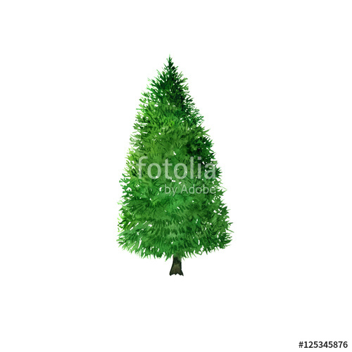 500x500 fir tree drawing - Spruce Tree Drawing