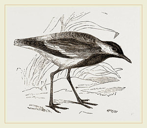 300x262 Spurs Drawings Fine Art America - Spurs Drawing