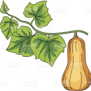 300x300 photostock vector hand drawn winter squash pattern sohadacouri - Squash Drawing