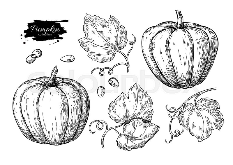 800x568 pumpkin vector drawing set isolated stock vector colourbox - Squash Drawing