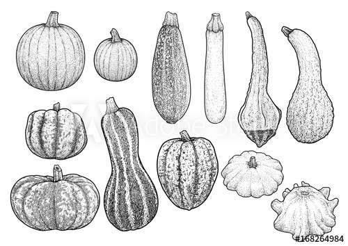 Squash Drawing at PaintingValley.com | Explore collection of Squash Drawing