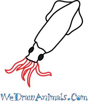 300x350 How To Draw A Squid - Squid Drawing