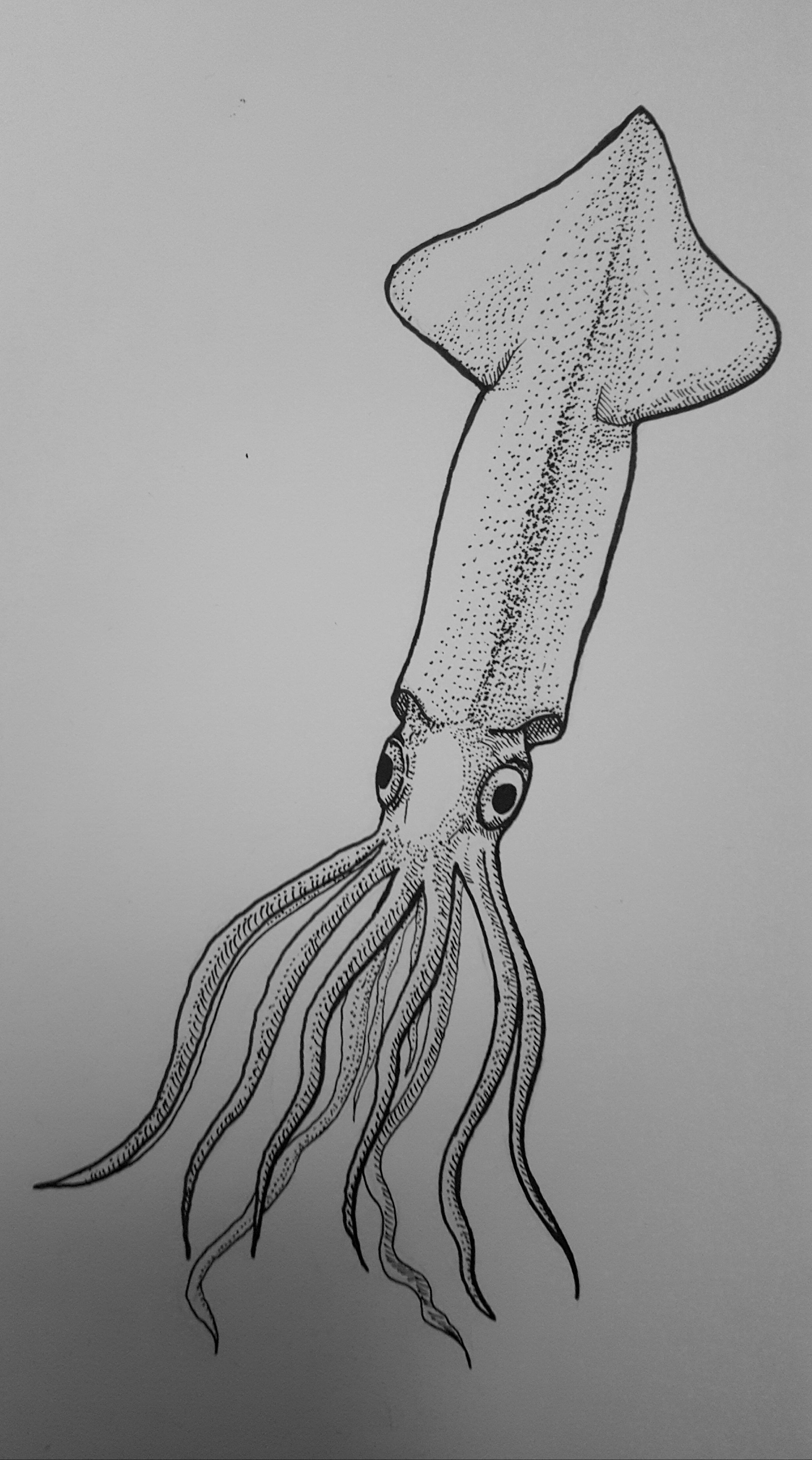 Squid Drawing at Explore collection of Squid Drawing