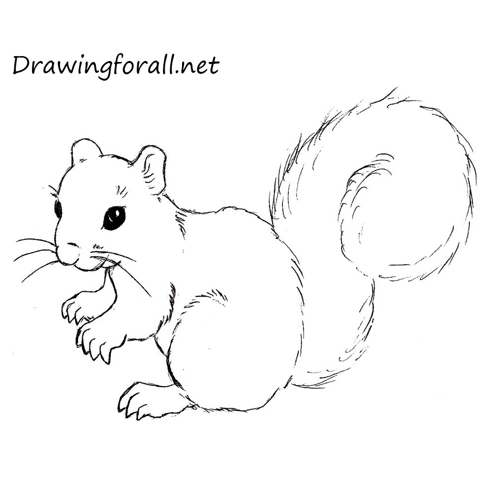 1000x1000 squirrel cartoon drawing how to draw a squirrel drawingforall - Squirrel Cartoon Drawing