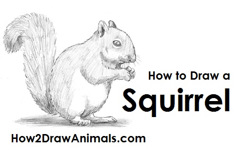 500x315 How To Draw A Squirrel - Squirrel Drawing