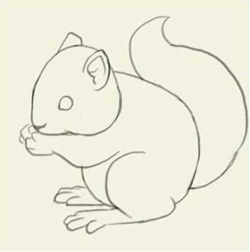 497x500 How To Draw A Squirrel Step - Squirrel Drawing