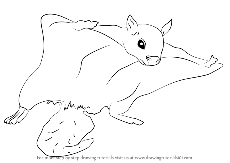 800x566 Learn How To Draw A Northern Flying Squirrel - Squirrel Drawing