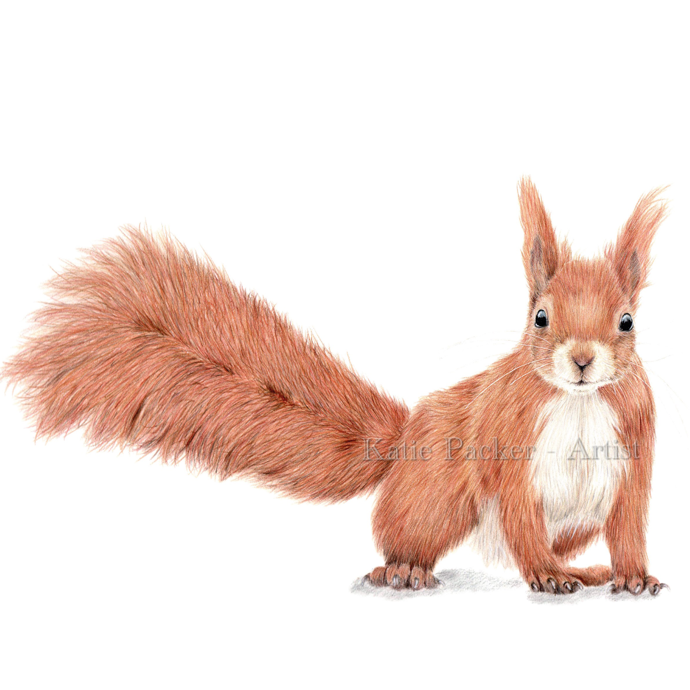2421x2421 original bartleby the squirrel drawing katie packer artist - Squirrel Drawing