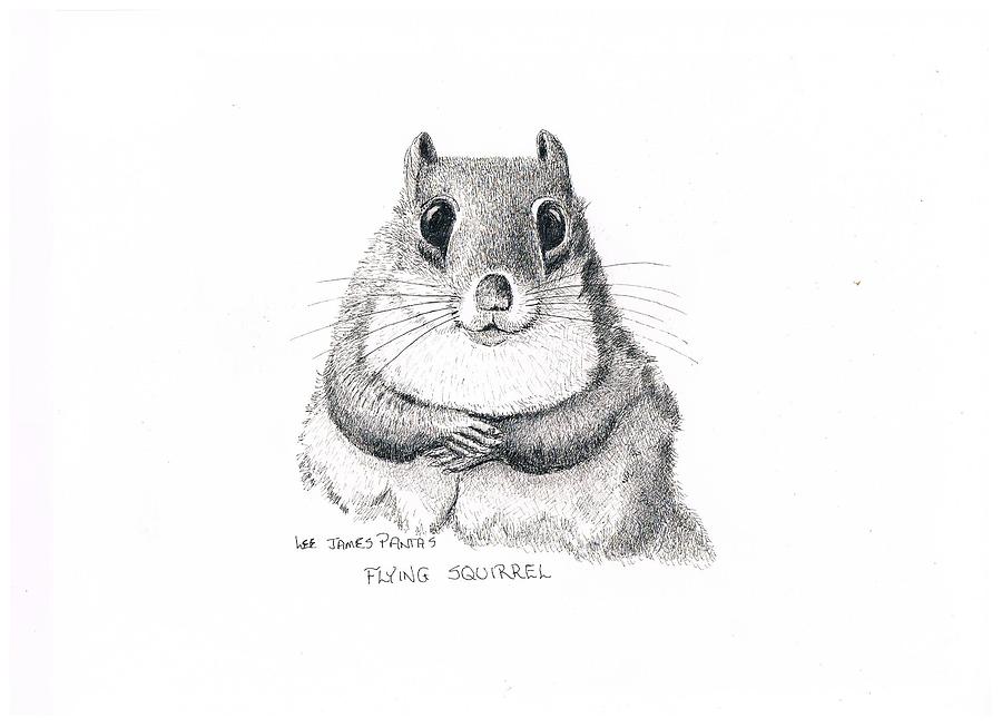 900x654 Southern Flying Squirrel Drawing - Squirrel Drawing