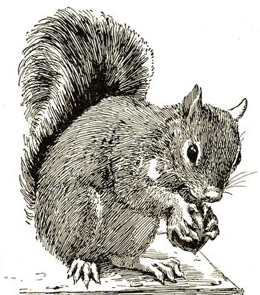 372x422 Squirrel Drawing Free Vintage Art - Squirrel Drawing