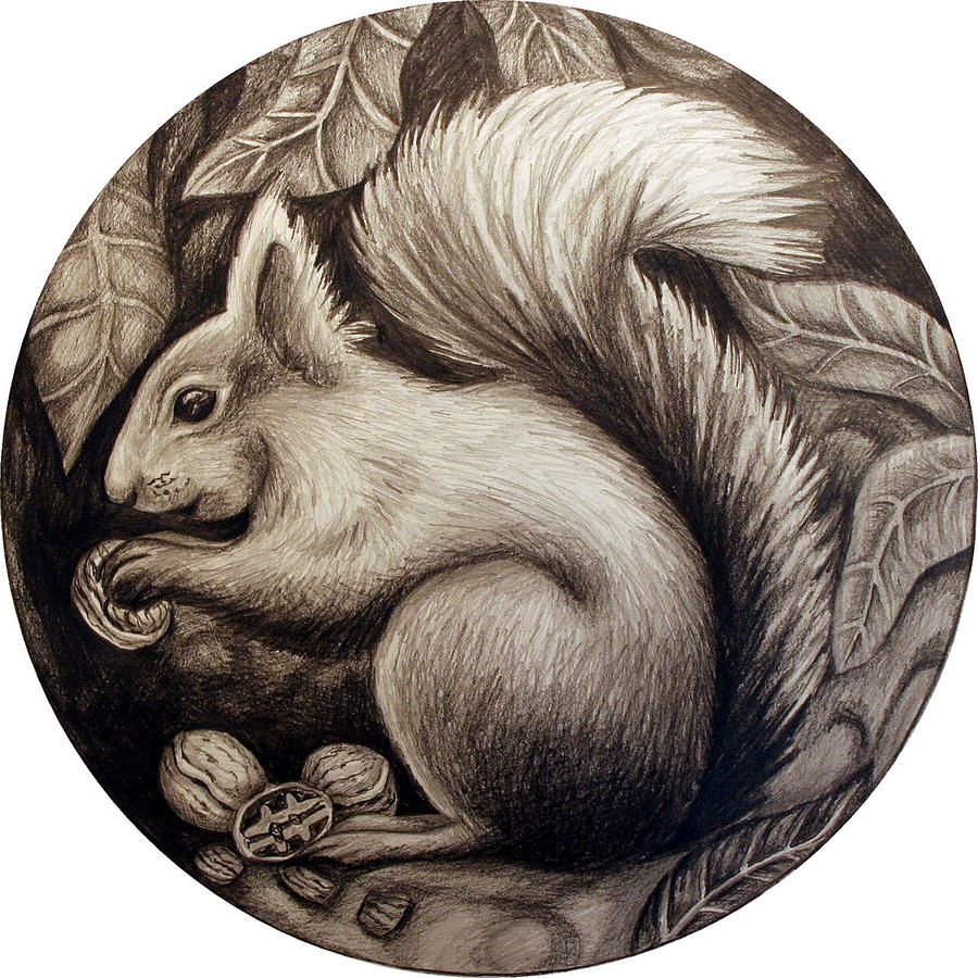 900x900 Squirrel Drawing - Squirrel Drawing