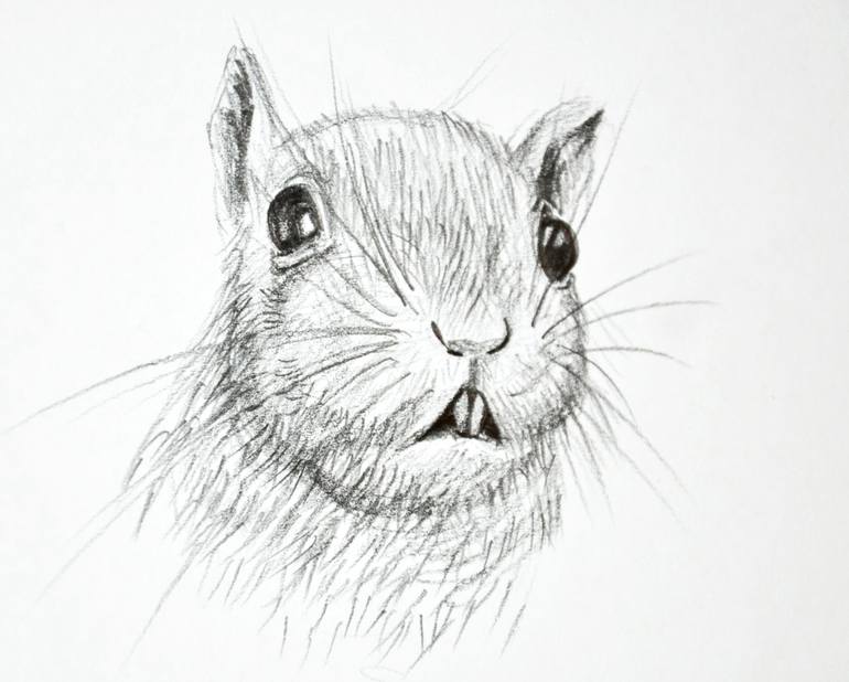 770x618 Squirrel Drawing - Squirrel Drawing