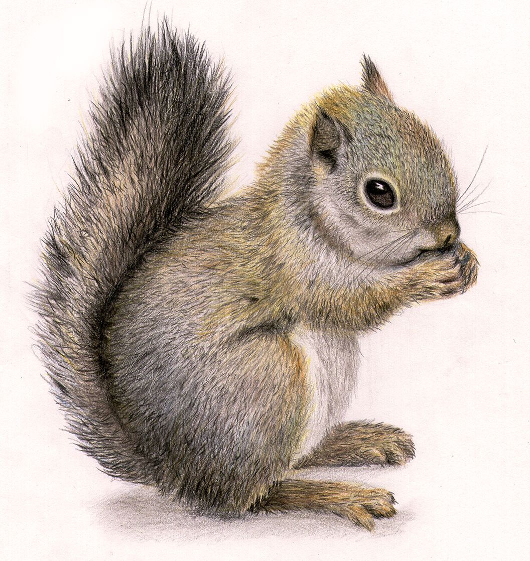 1056x1118 Squirrel Draw Squirrels - Squirrel Drawing