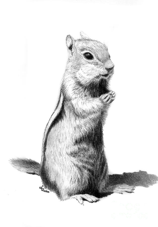 626x900 Ground Squirrel Drawing - Squirrel Drawing