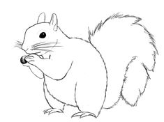 235x175 how to draw a squirrel learn to draw drawings, squirrel - Squirrel Drawing