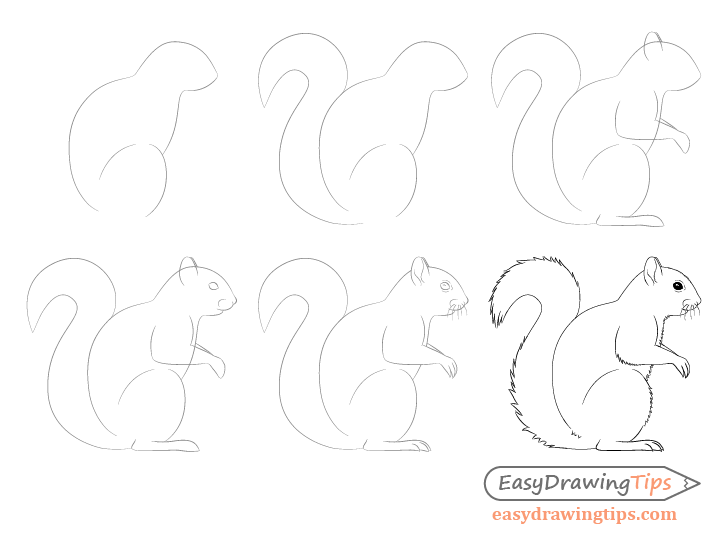 Squirrel Drawing Easy at Explore collection of