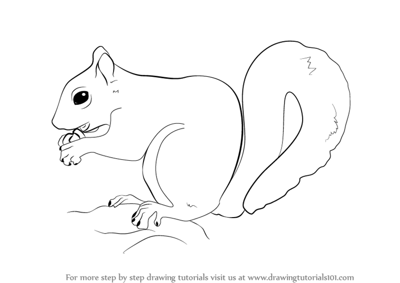 800x567 Learn How To Draw A Squirrel - Squirrel Drawing Easy