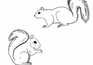 300x210 Squirrel Drawing Easy Squirrel Sketch Picture How To Draw - Squirrel Drawing Easy