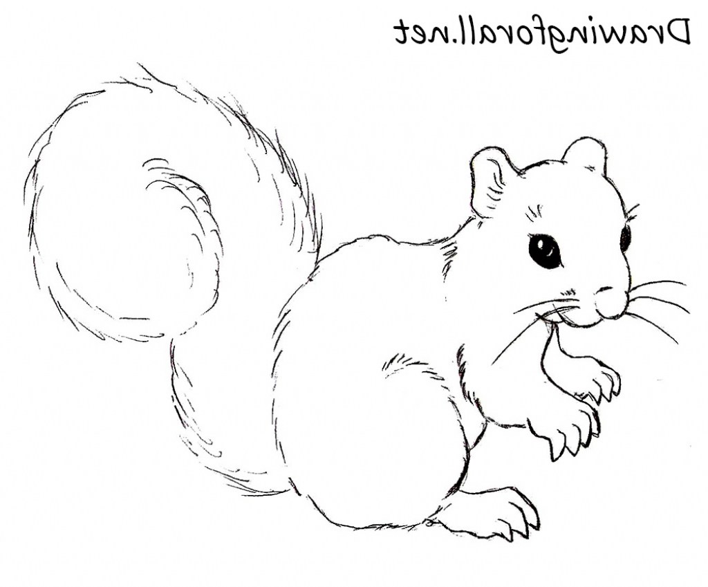 How To Draw A Flying Squirrel Easy