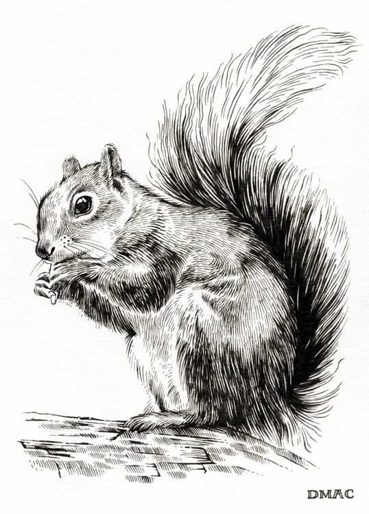 Squirrel Drawing Pictures