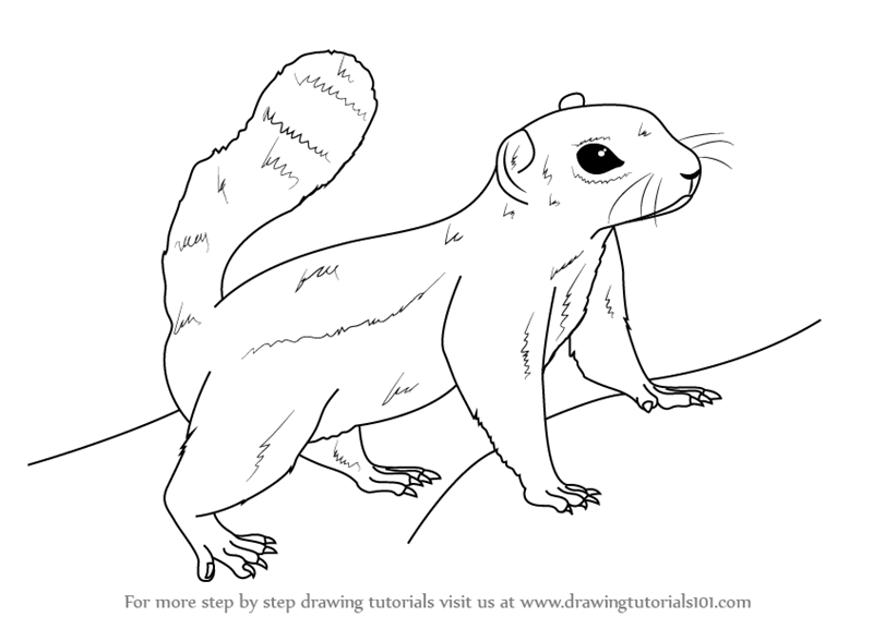 800x566 learn how to draw an antelope squirrel - Squirrel Drawing Pictures