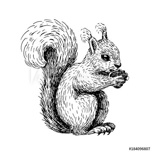 500x500 Sketch Line Art Drawing Of Squirrel Black And White Vector - Squirrel Drawing Pictures