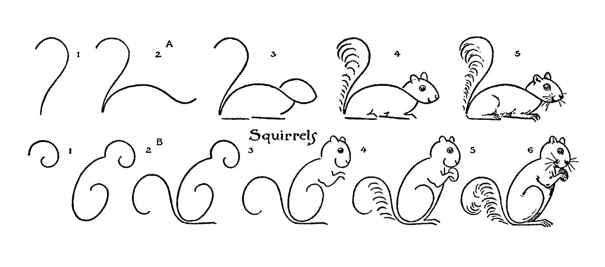 1195x528 squirrel drawing drawn squirrel interesting animal squirrel - Squirrel Drawing Pictures