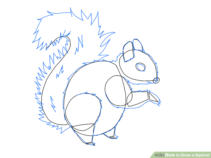 728x546 Easy Ways To Draw A Squirrel - Squirrel Drawing Pictures