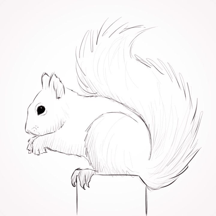 720x720 Squirrel Line Art - Squirrel Drawing Pictures