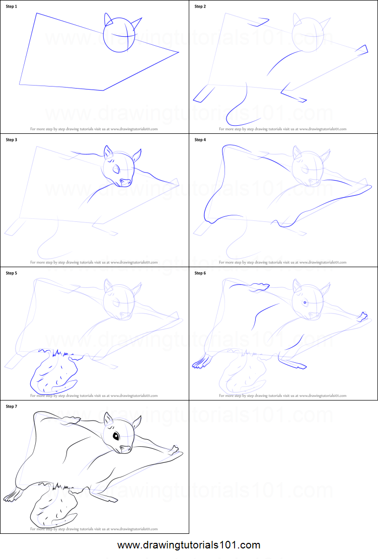 751x1111 How To Draw A Northern Flying Squirrel Printable Step - Squirrel Drawing Step By Step