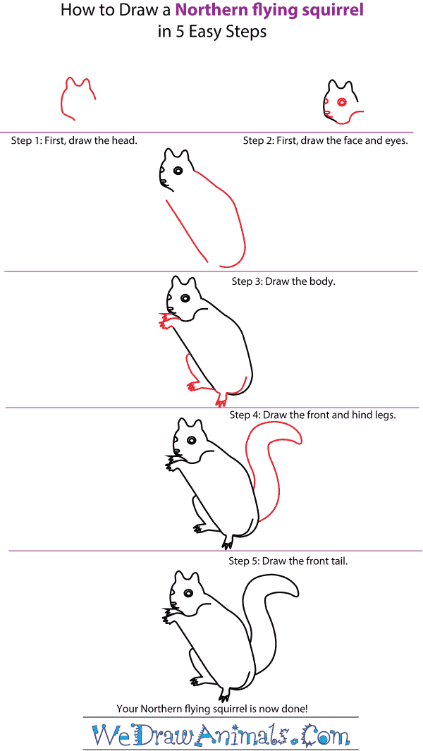 600x1065 How To Draw A Northern Flying Squirrel - Squirrel Drawing Step By Step