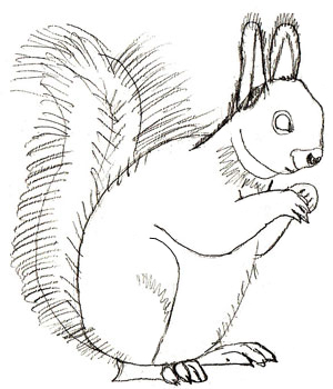 300x350 How To Draw A Squirrel - Squirrel Drawing Step By Step