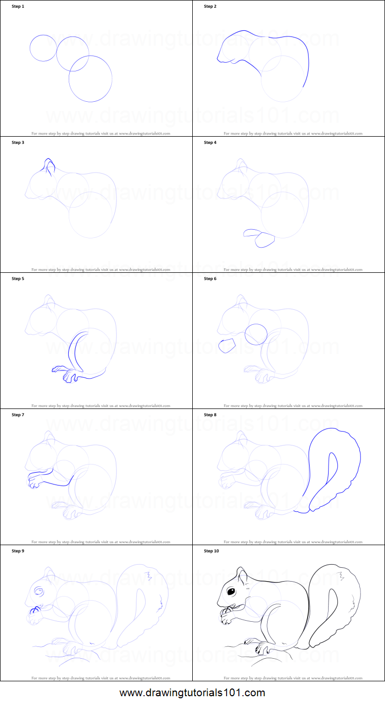 751x1376 How To Draw A Squirrel Printable Step - Squirrel Drawing Step By Step