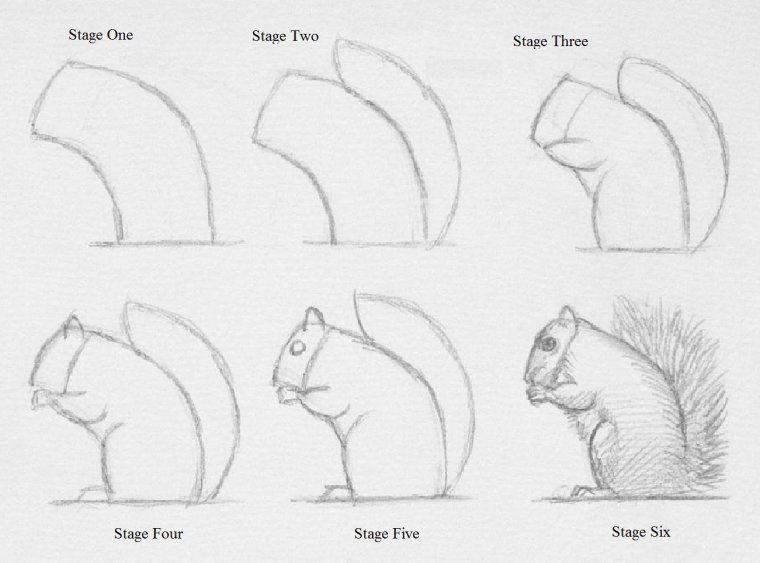 Squirrel Drawing Step By Step at Explore