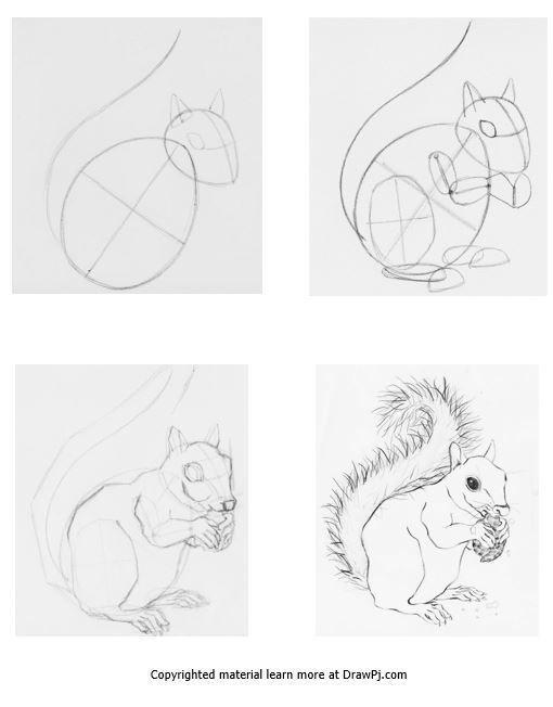 510x652 How To Draw Animal Sketches Step - Squirrel Drawing Step By Step