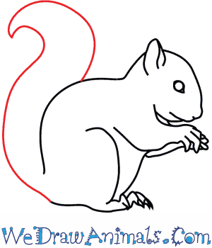 300x350 How To Draw A Red Squirrel - Squirrel Images Drawing