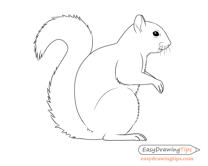 728x580 How To Draw A Squirrel From The Side View Tutorial - Squirrel Images Drawing