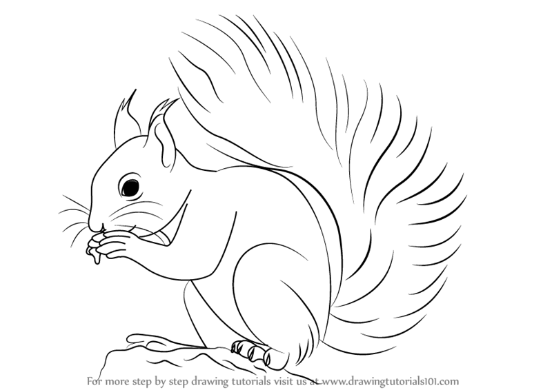 800x566 Learn How To Draw A Red Squirrel - Squirrel Images Drawing