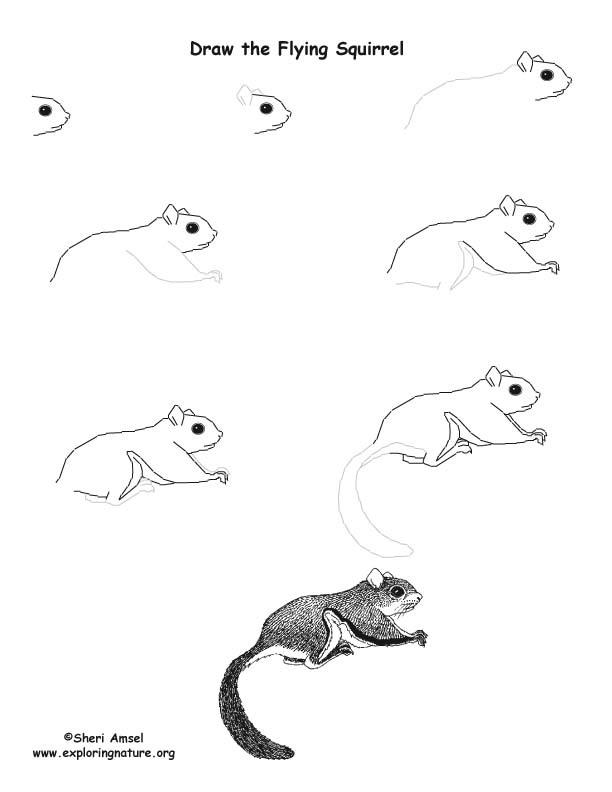 612x792 Squirrel - Squirrel Images Drawing