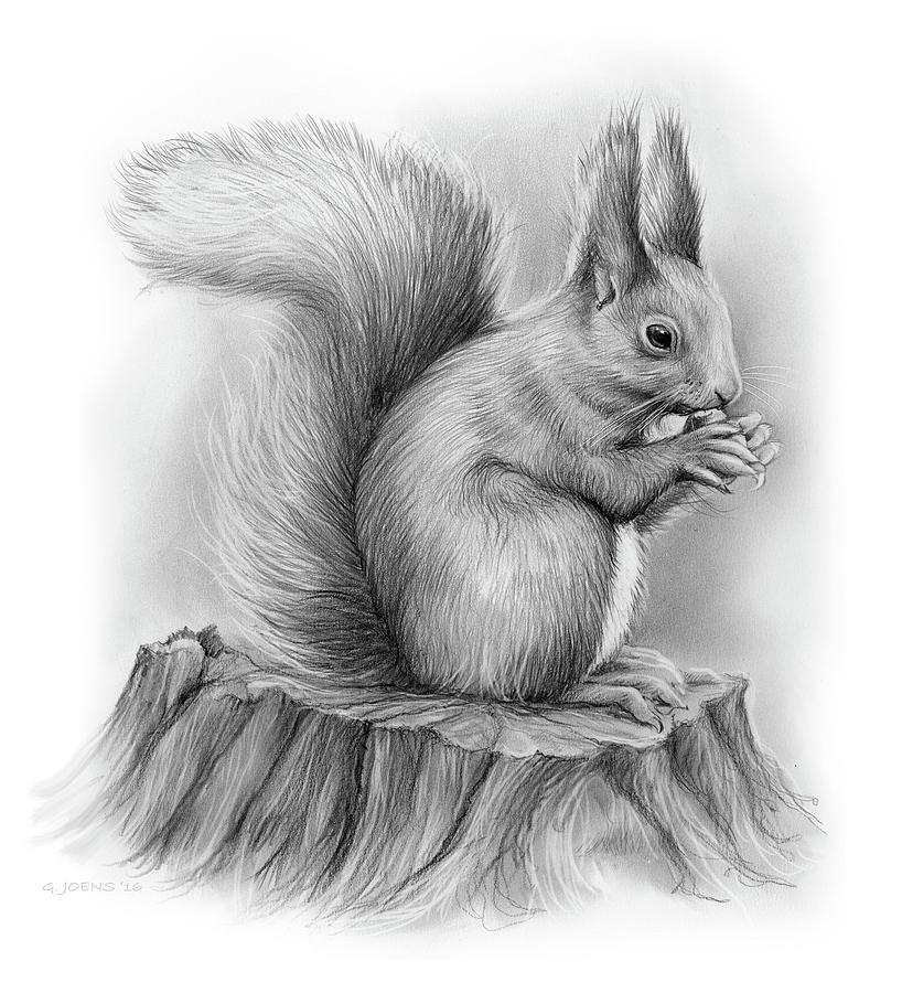 818x900 Squirrel Drawing - Squirrel Images Drawing